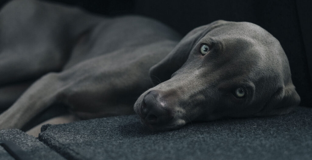 Willkommen auf Hundetraining Wahl